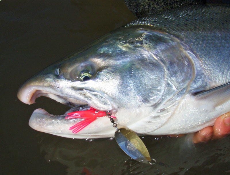 10-26-08 rvrfshr coho buck headshot.jpg